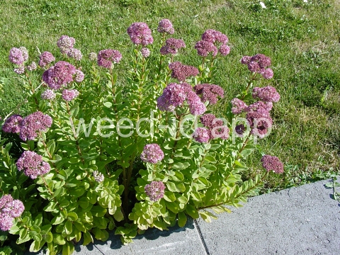 stonecrop, live-forever